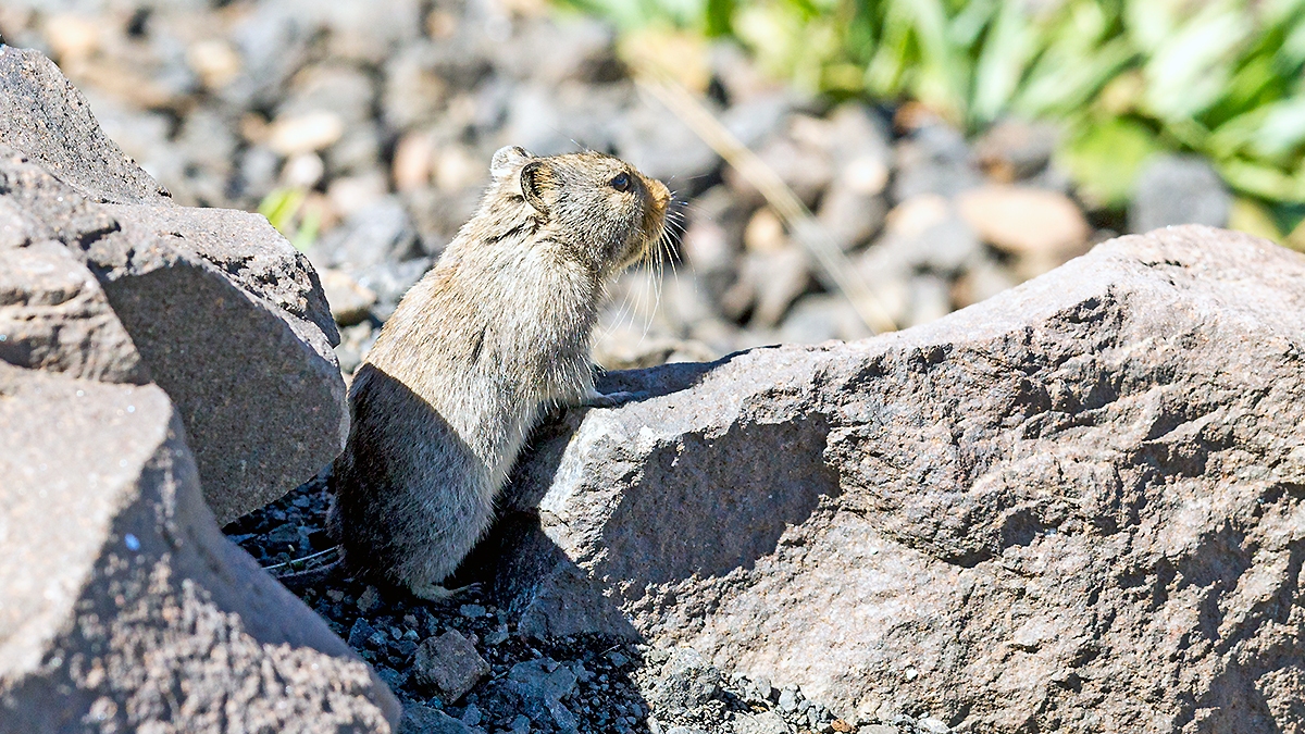 Sloggett's Vlei Rat [Mytomys sloggetti]