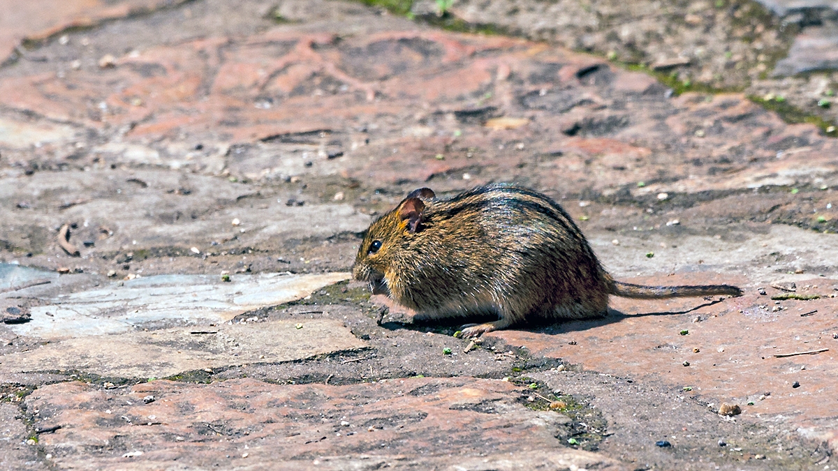 Mesic Four-Striped Grass Rat [Rhabdomys dilectus]