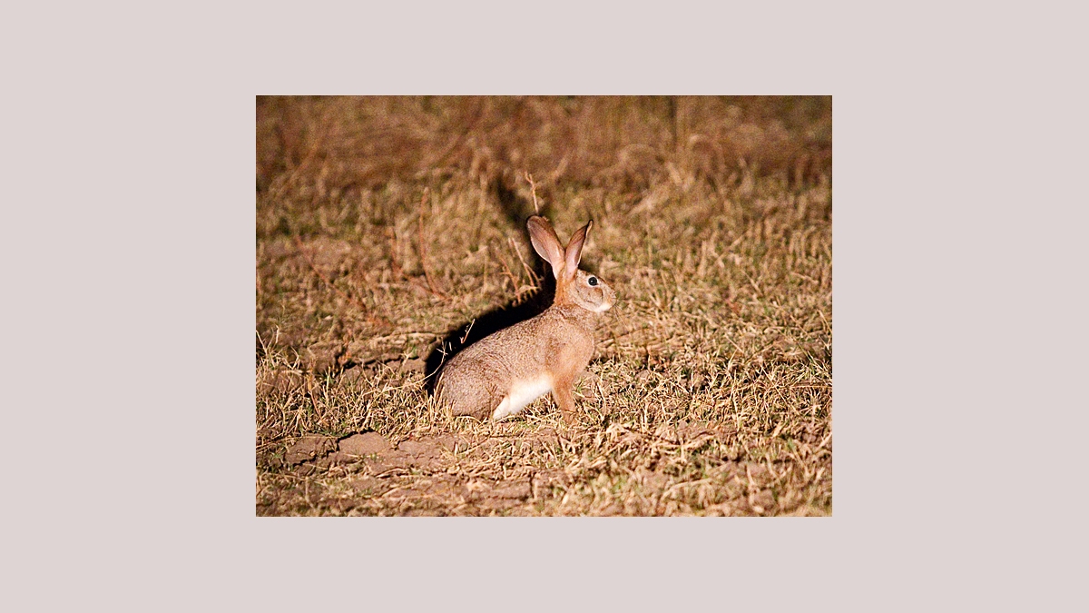 African Savannah Hare [Lepus victoriae]