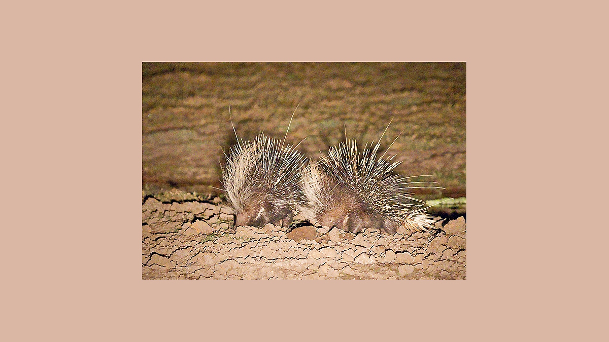 Cape Porcupine [Hystrix africaeaustralis]
