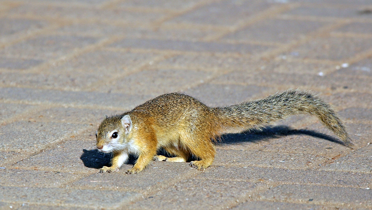 Smith's Bush Squirrel [Paraxerus cepapi cepapi]