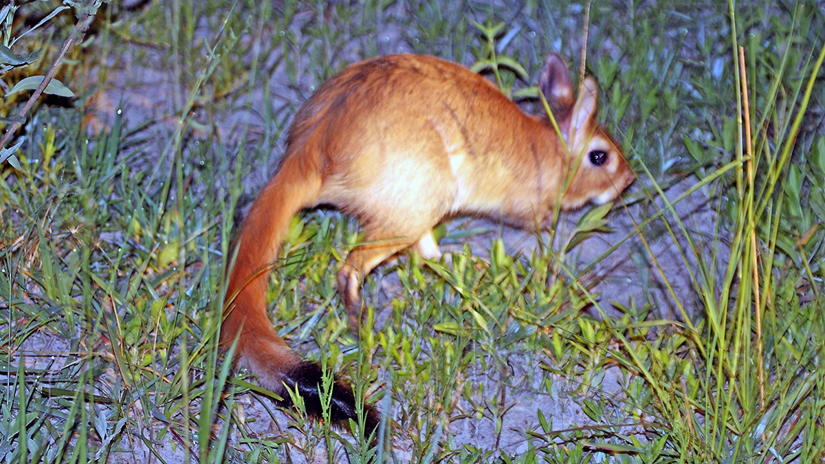 South African Springhare [Pedetes capensis]