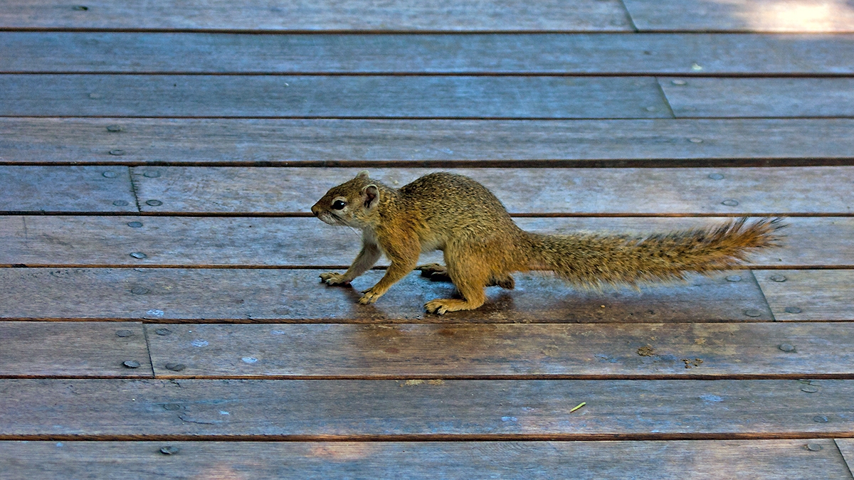 Smith's Bush Squirrel [Paraxerus cepapi maunensis]