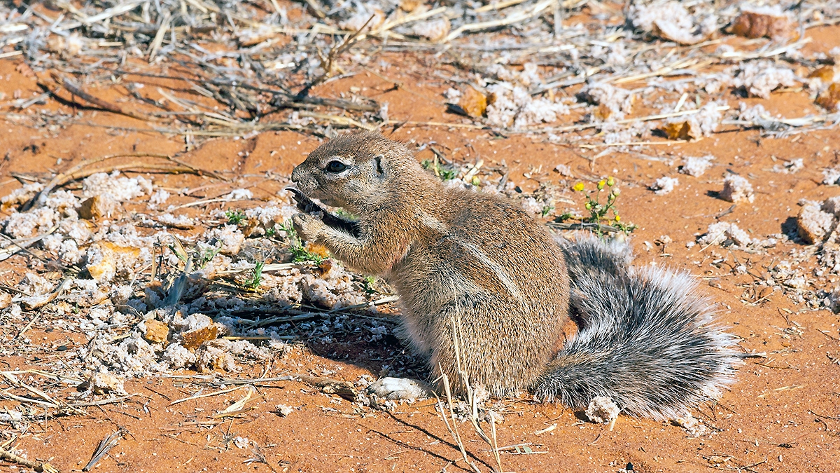 Cape Ground Squirrel [Geosciurus inauris]