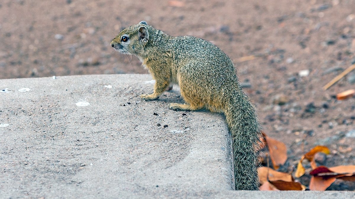 Smith's Bush Squirrel [Paraxerus cepapi cepapi]
