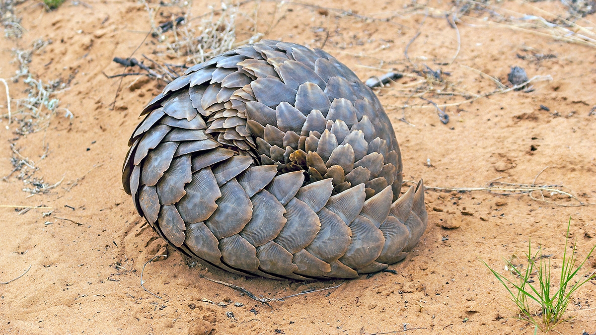Ground Pangolin [Smutsia temminckii]