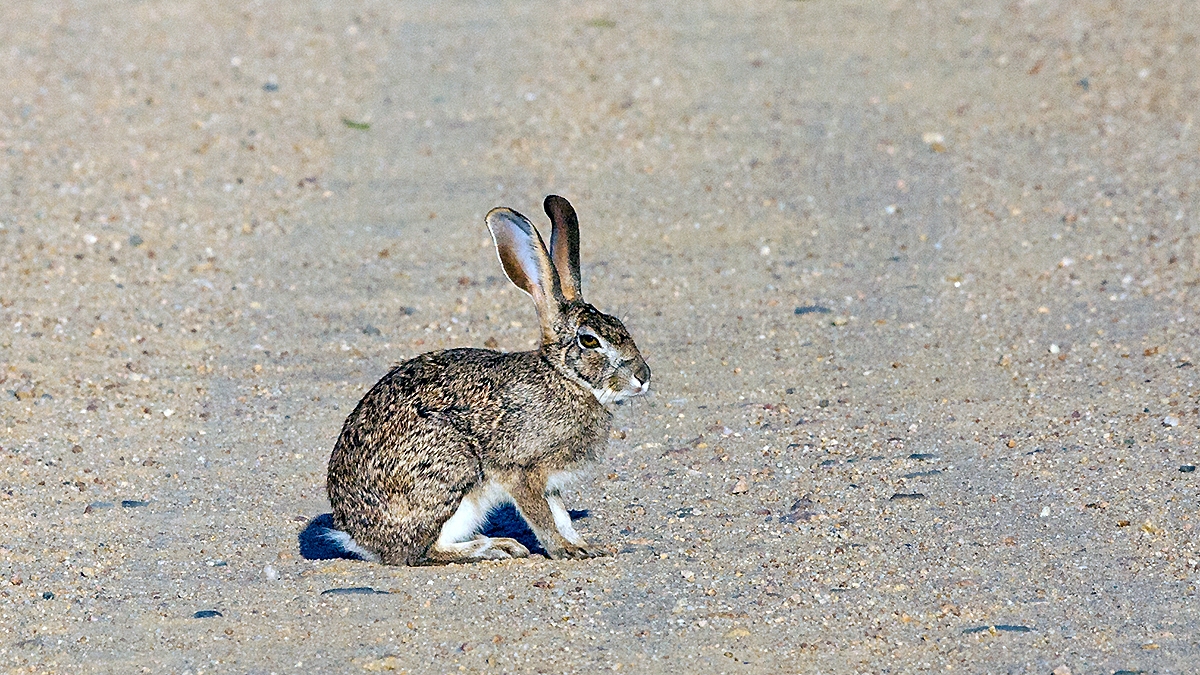 Scrub Hare [Lepus saxatilis]