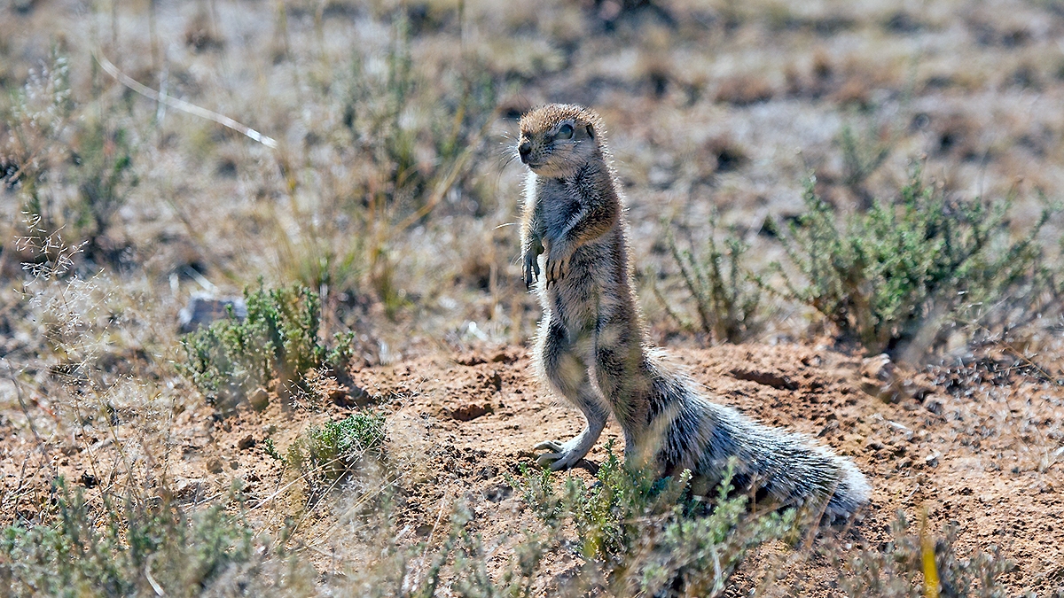 Cape Ground Squirrel [Geosciurus inauris]