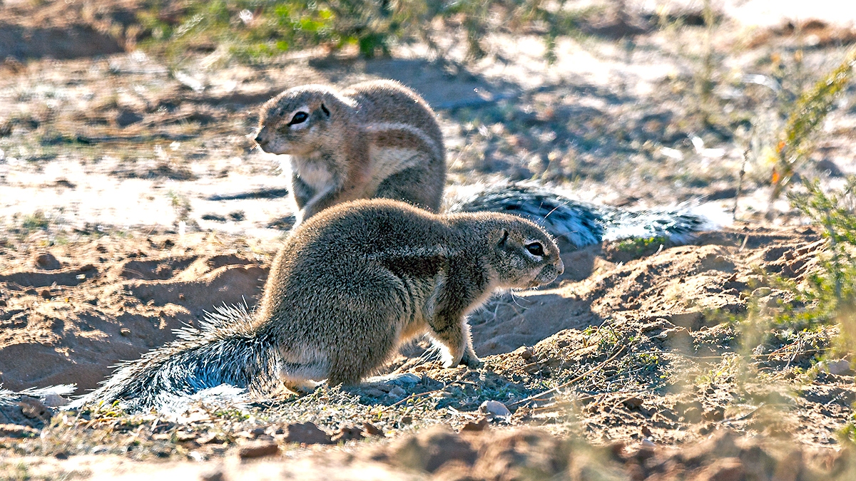 Cape Ground Squirrel [Geosciurus inauris]