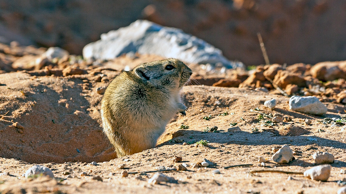 Brant's Whistling Rat [Parotomys brantsii]