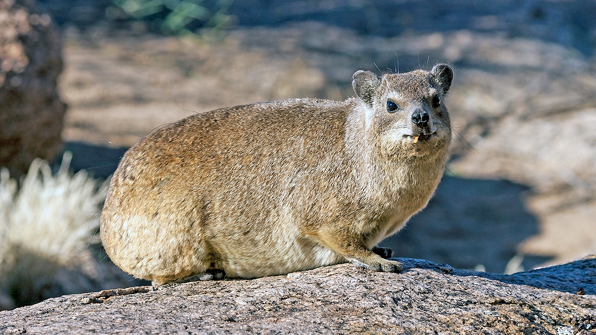 Rock Hyrax [Procavia capensis capensis]
