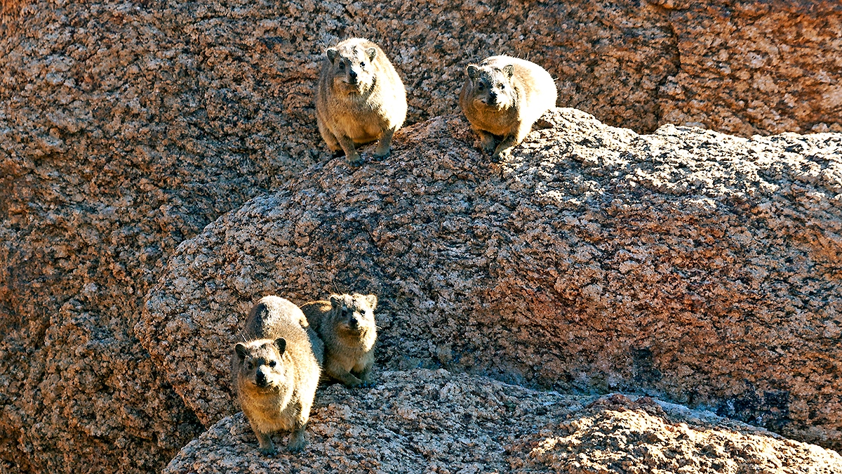 Rock Hyrax [Procavia capensis capensis]