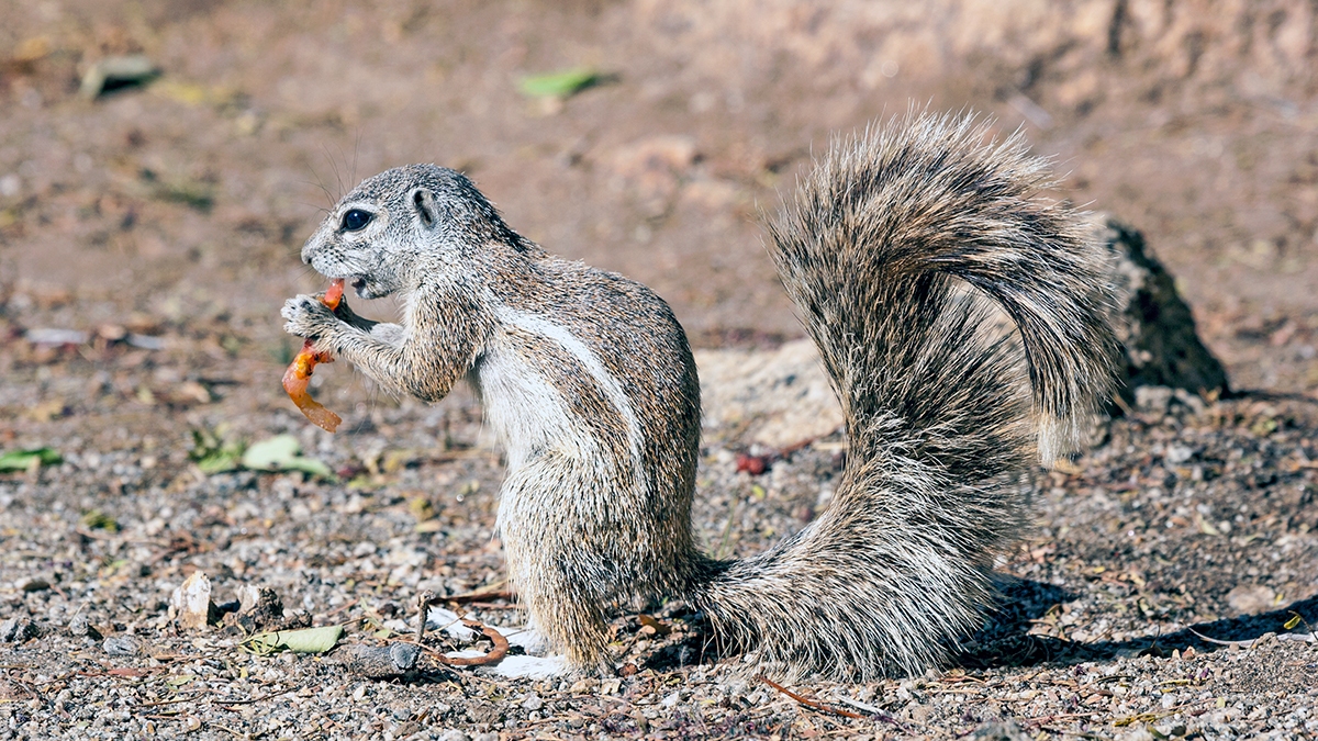 Cape Ground Squirrel [Geosciurus inauris]