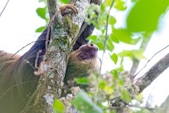 Hoffmann's Two-toed Sloth [Choloepus hoffmanni hoffmanni]
