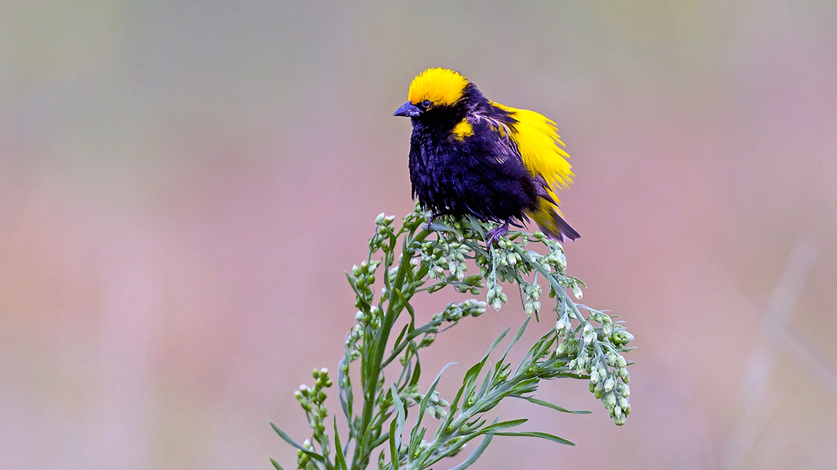 Yellow-crowned Bishop [Euplectes afer taha]