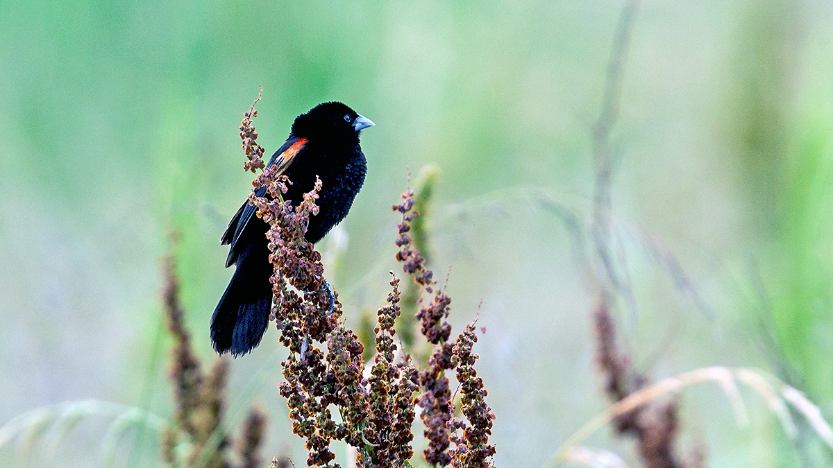 Fan-tailed Widowbird [Euplectes axillaris axillaris]