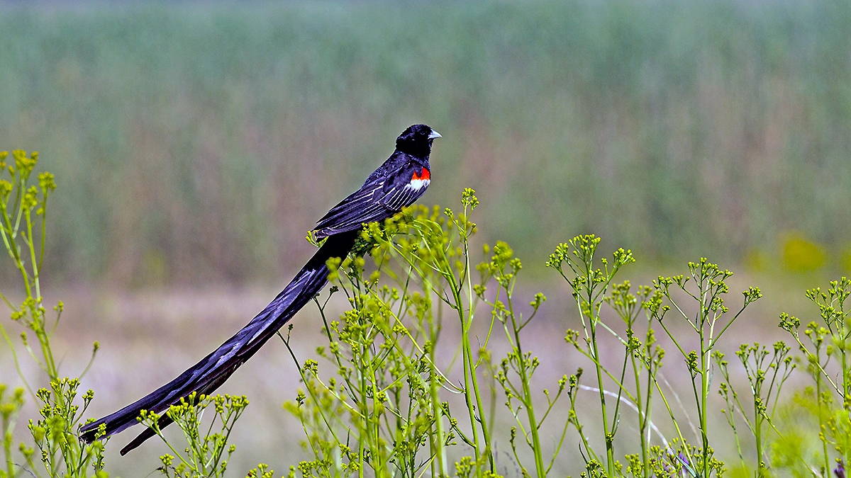 Long-tailed Widowbird [Euplectes progne progne]