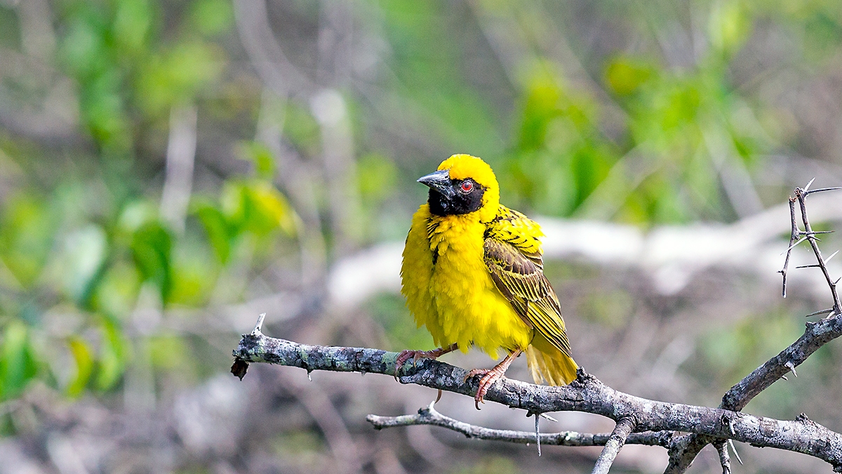 Village Weaver [Ploceus cucullatus spilonotus]