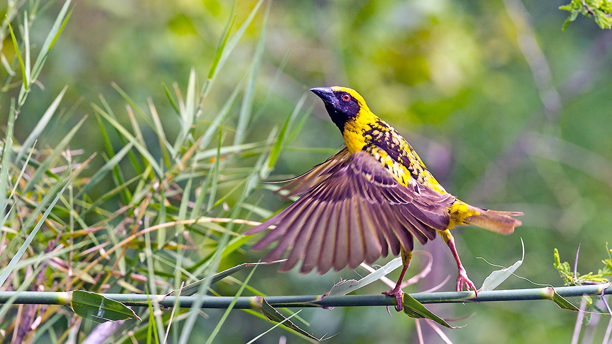 Village Weaver [Ploceus cucullatus spilonotus]