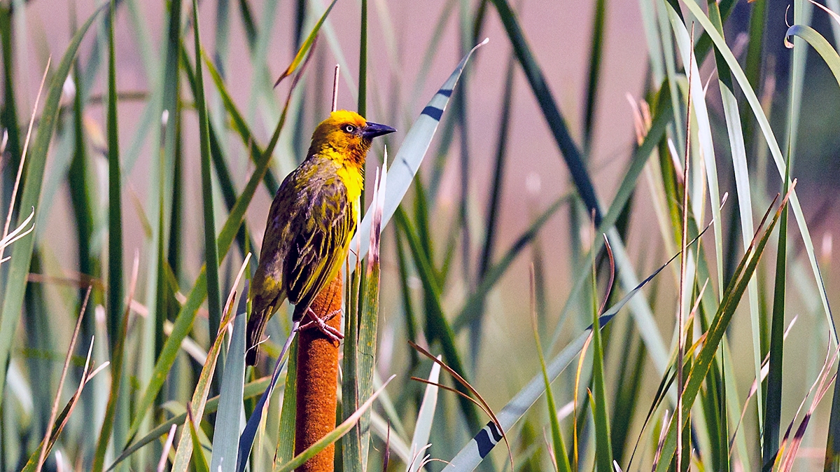 Cape Weaver [Ploceus capensis]