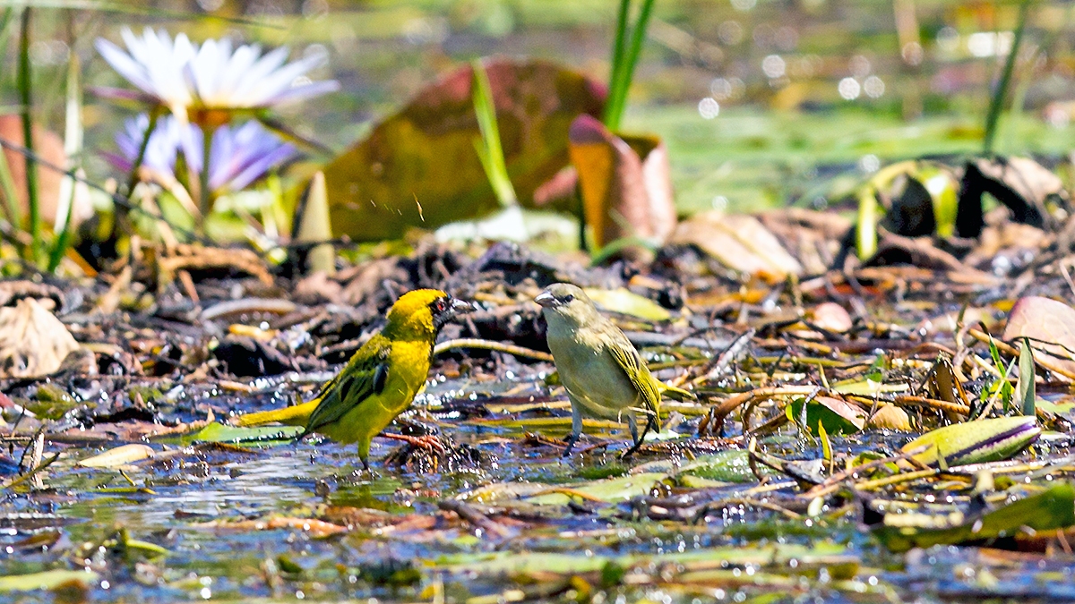 Katanga Masked Weaver [Ploceus katangae katangae]