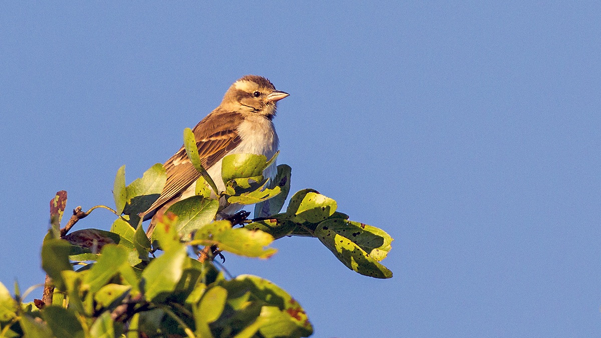 Yellow-throated Bush Sparrow [Gymnoris superciliaris rufitergum]