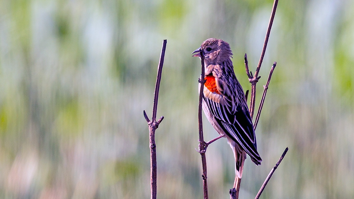 Long-tailed Widowbird [Euplectes progne progne]