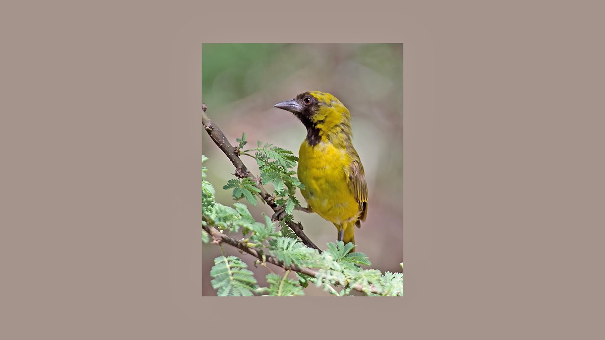 Little Weaver [Ploceus luteolus kavirondensis]