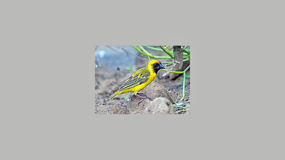 Northern Masked Weaver [Ploceus taeniopterus taeniopterus]