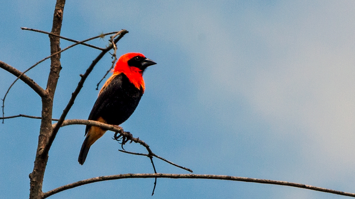 Black-winged Red Bishop [Euplectes hordeaceus hordeaceus]