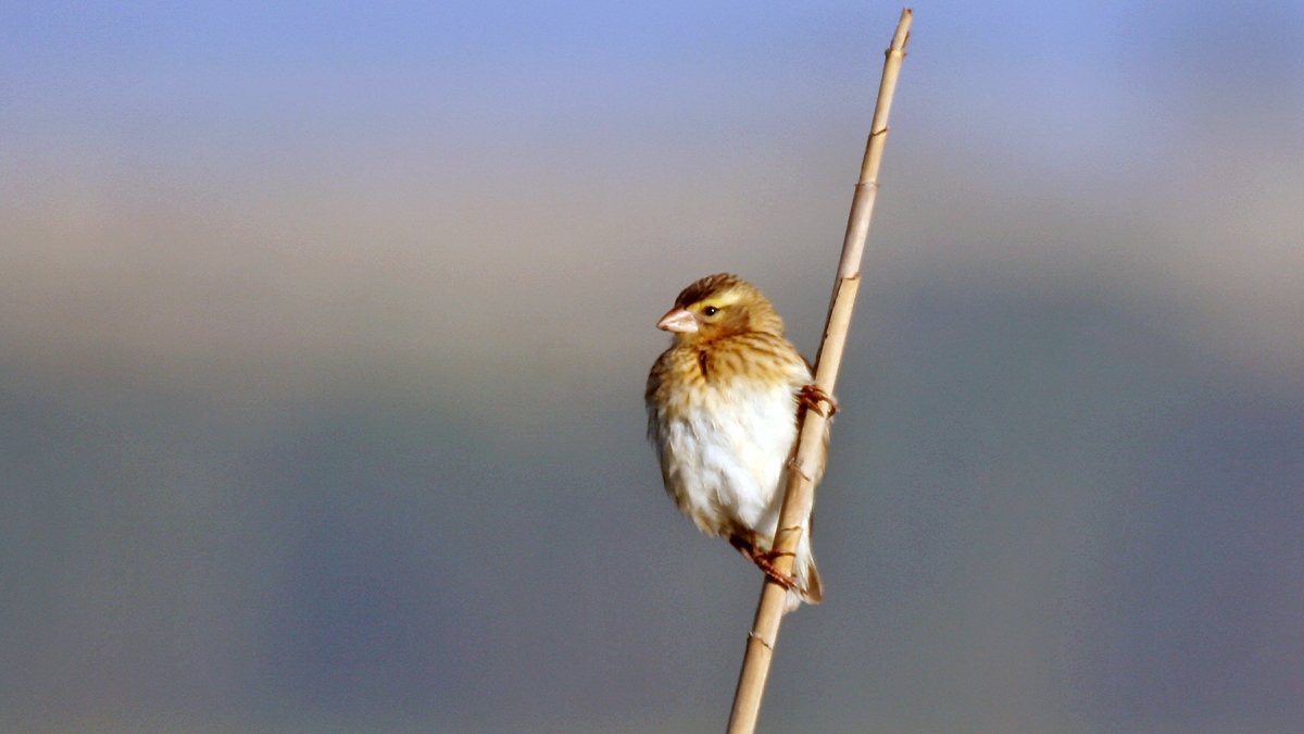 Southern Red Bishop [Euplectes orix]