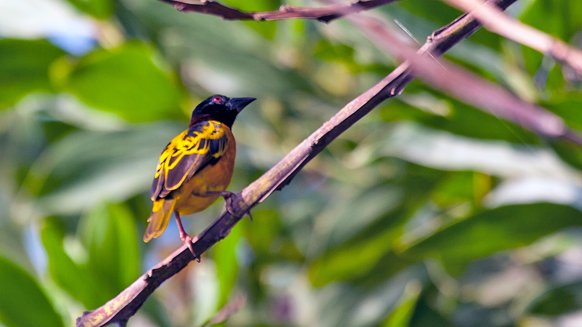 Village Weaver [Ploceus cucullatus cucullatus]