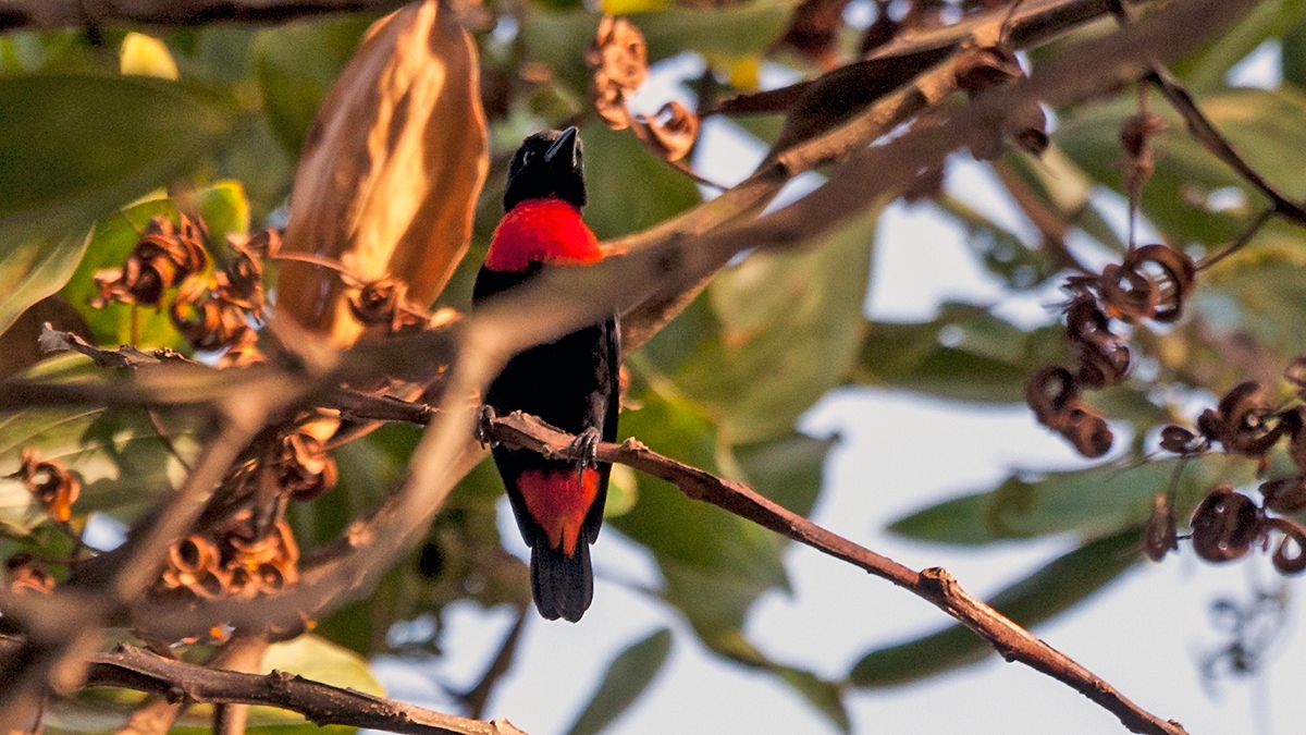 Red-vented Malimbe [Malimbus scutatus scutatus]