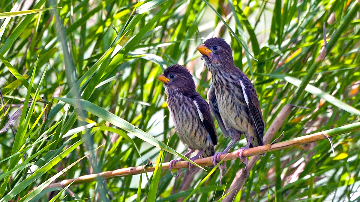 Thick-billed Weaver [Amblyospiza albifrons woltersi]