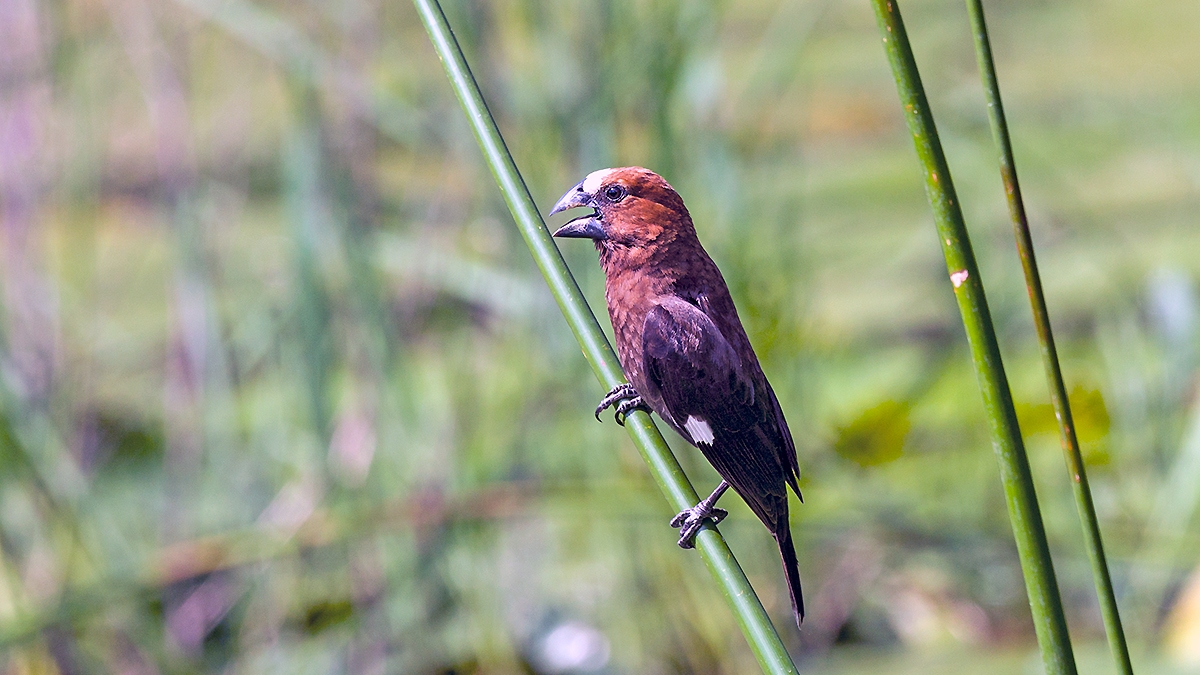 Thick-billed Weaver [Amblyospiza albifrons woltersi]
