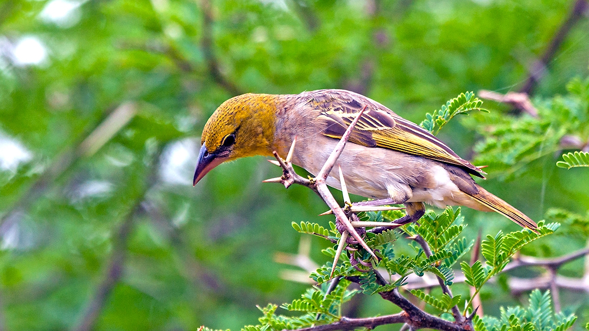 Village Weaver [Ploceus cucullatus spilonotus]
