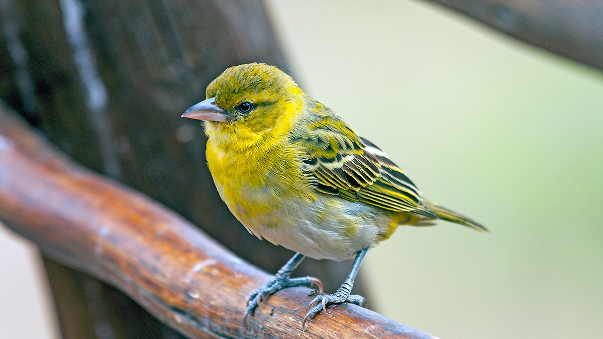 Lesser Masked Weaver [Ploceus intermedius cabanisii]