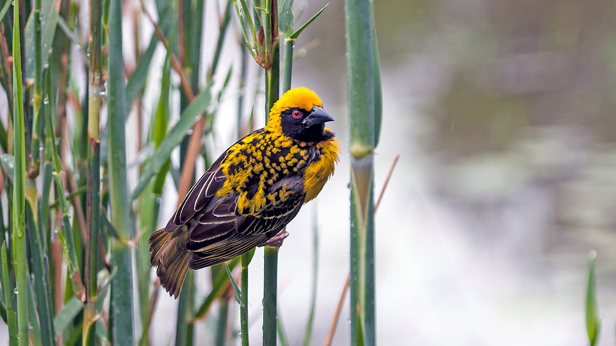 Village Weaver [Ploceus cucullatus spilonotus]