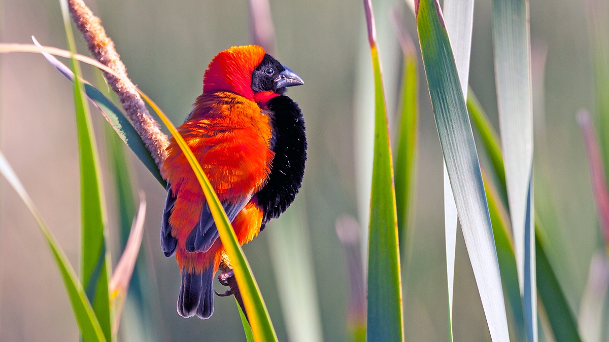 Southern Red Bishop [Euplectes orix]