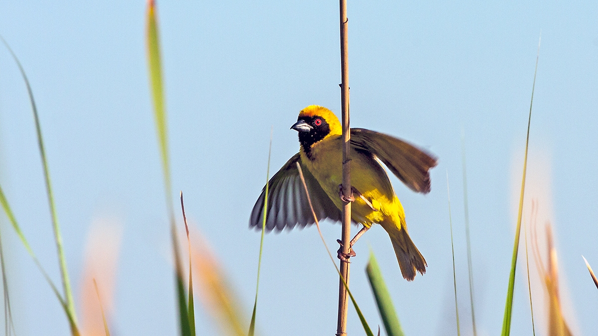 Southern Masked Weaver [Ploceus velatus]