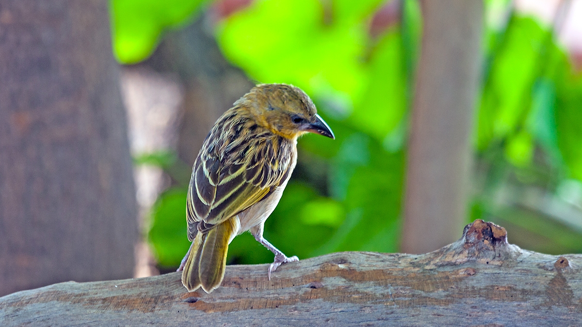 Southern Brown-throated Weaver [Ploceus xanthopterus]