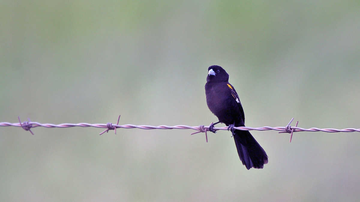 White-winged Widowbird [Euplectes albonotatus albonotatus]