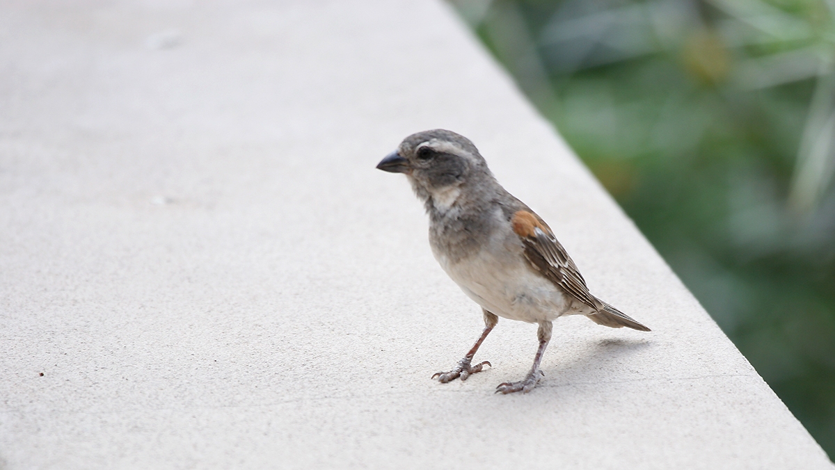 Cape Sparrow [Passer melanurus melanurus]
