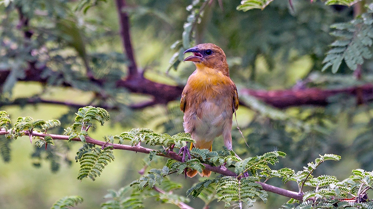 Southern Brown-throated Weaver [Ploceus xanthopterus]