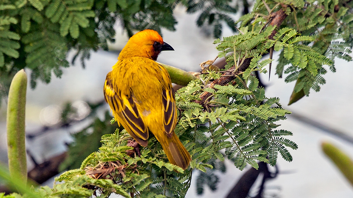 Southern Brown-throated Weaver [Ploceus xanthopterus]