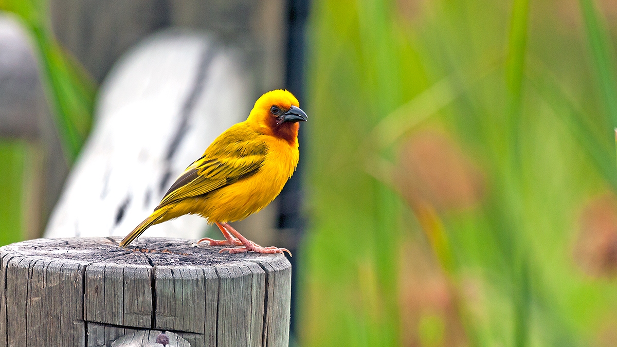 Southern Brown-throated Weaver [Ploceus xanthopterus]