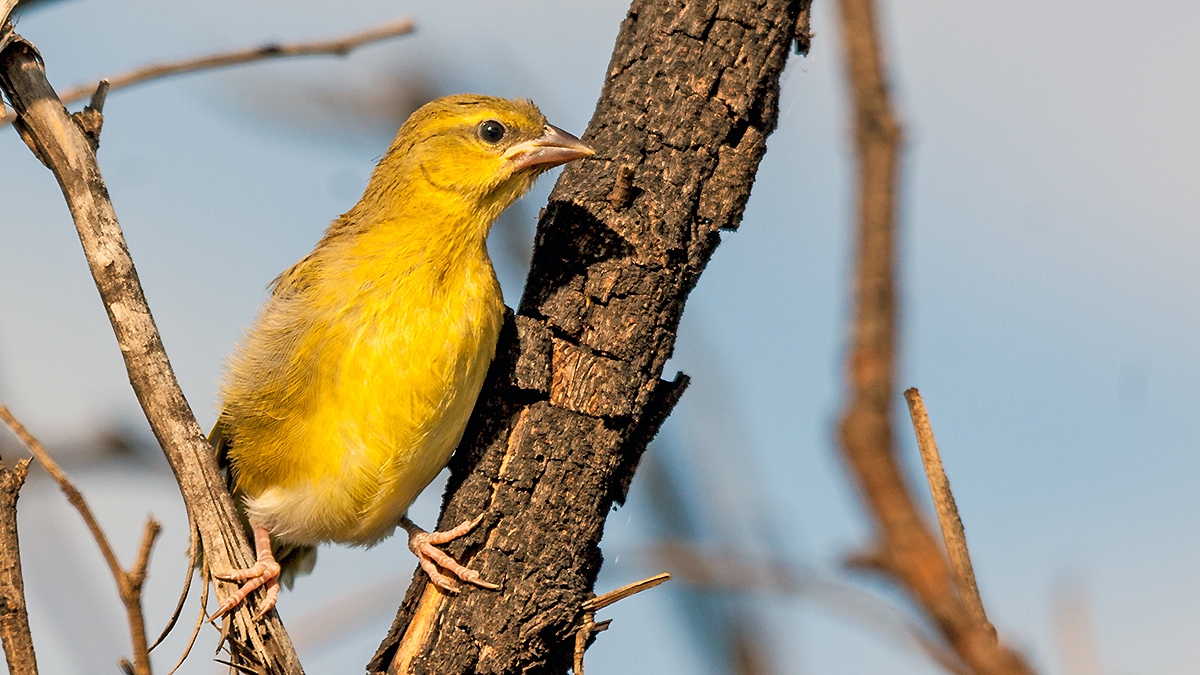 Southern Masked Weaver [Ploceus velatus]
