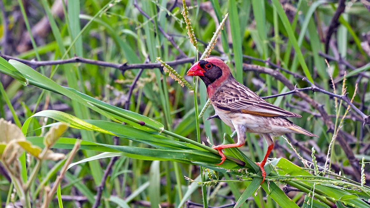 Red-billed Quelea [Quelea quelea lathamii]