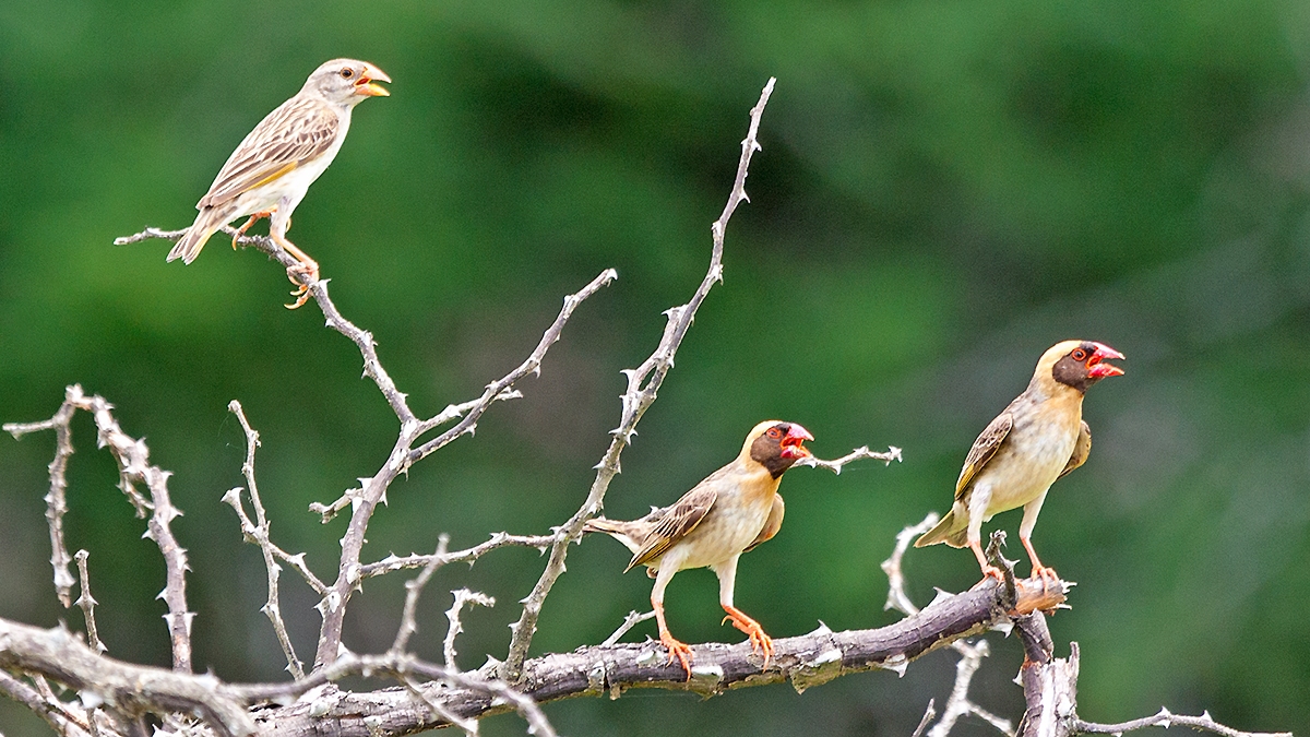 Red-billed Quelea [Quelea quelea lathamii]