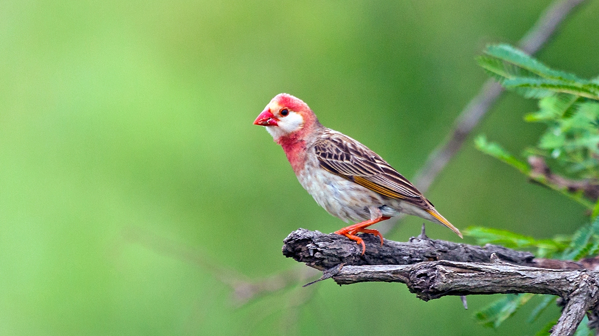 Red-billed Quelea [Quelea quelea lathamii]
